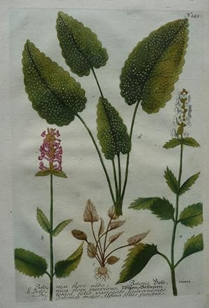 Betonie. Betonica a. .flore albo b flore purpureo c. .folio variegato pulverulento dmajor Alpi...