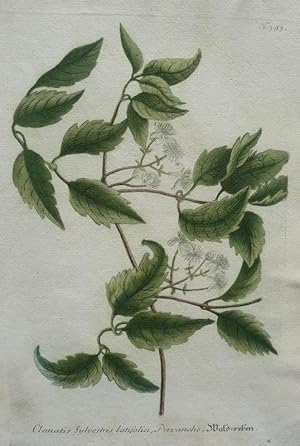 Waldreben. a. Clematis, sylvestris Latifolia, Prevanche Altkolorierter Kupferstich aus Phytanthoz...