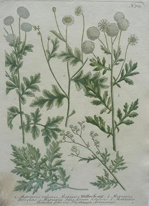 Mutterkraut. Matritaria a.vulgaris, Matriaire b. flore pleno c. folüs florum fistulosis d.Abs...