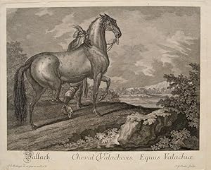 Bild des Verkufers fr Vallach Cheval Valachcois Equuus Valacine. Wallach, Pferd, dahinter Pferdefhrer in Landschaft. Original Kupferstich. Um 1735 zum Verkauf von Buecherstube Eilert, Versandantiquariat