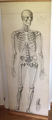 Anatomische Tafel: Skelett.