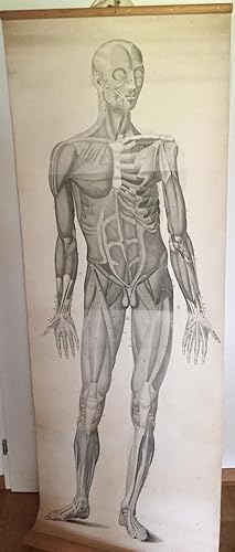 Anatomische Tafel. Körper.