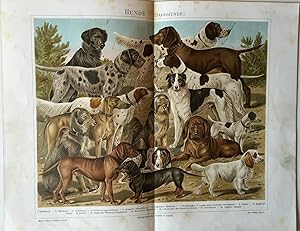 (Bild) Hunde. (Jagdhunde). (Aus Meyers Konv. - Lexikon. 5. Aufl.)