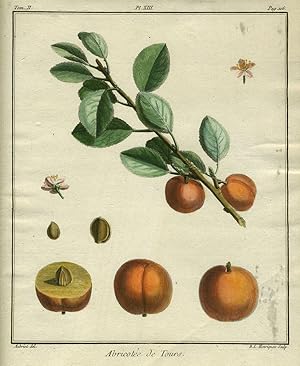 Abricotee de Tours, Plate XIII, from "Traite des Arbres Fruitiers"