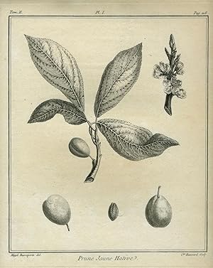 Prune Jaune Hative, Plate I, from "Traite des Arbres Fruitiers"