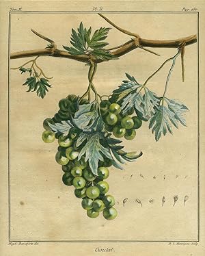 Cioutat, Plate II, from "Traite des Arbres Fruitiers"