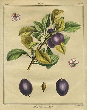 Diapree Violette, Plate XVII, from "Traite des Arbres Fruitiers"