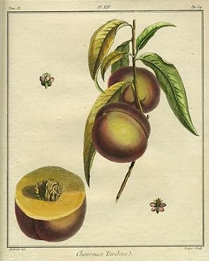 Chevreuse Tardive, Plate XIV, from "Traite des Arbres Fruitiers"