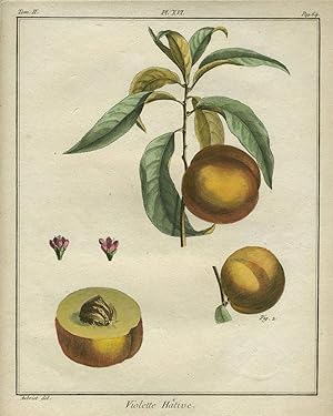 Violette Hative, Plate XVI, from "Traite des Arbres Fruitiers"