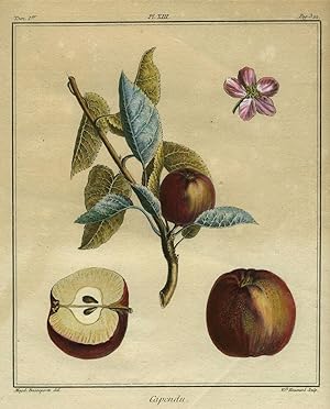 Capendu, Plate XIII, from "Traite des Arbres Fruitiers"