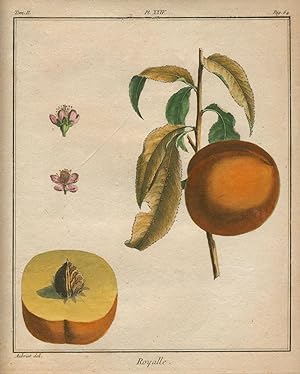 Royalle, Plate XXIV, from "Traite des Arbres Fruitiers"