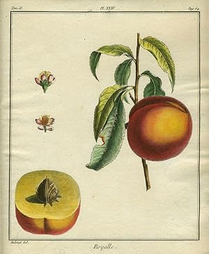 Royalle, Plate XXIV, from "Traite des Arbres Fruitiers"