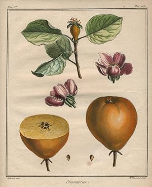 Coignassier, from "Traite des Arbres Fruitiers"
