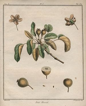 Petit Muscat, Plate I, from "Traite des Arbres Fruitiers"
