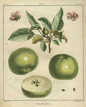 Reinette Grise, Plate IX, from "Traite des Arbres Fruitiers"