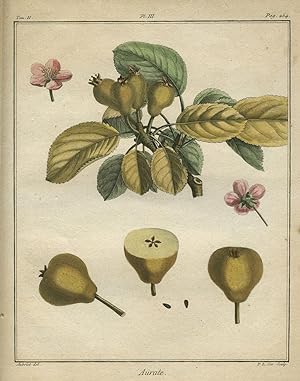 Aurate, Plate III, from "Traite des Arbres Fruitiers"