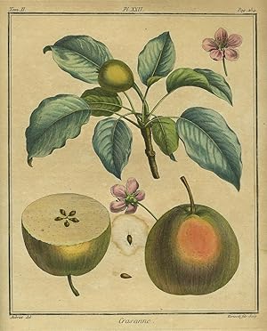 Crasanne, Plate XXII, from "Traite des Arbres Fruitiers"