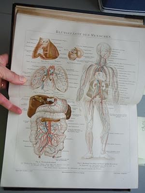 Original chromo lithograph entitled "Blutgefasse des Menches" (Blood Vessels in Men) from Meyer's...