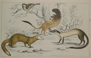 "1. Ermine (Winter). 2. Hardwicks Weasel ." originale, kolorierte Federlithographie ca. 16x24cm ...