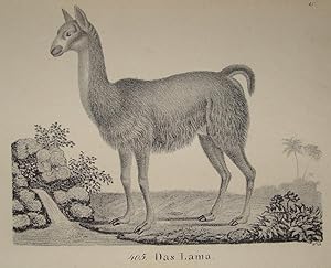 Bild des Verkufers fr Das Lama" originale Federlithographie ca. 15x19cm; im Stein betitelt; Gotha um 1840 zum Verkauf von Kunsthandel & Antiquariat Magister Ru