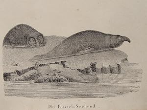 "Rüssel-Seehund" originale Federlithographie ca. 15x19cm; im Stein betitelt; Gotha um 1840