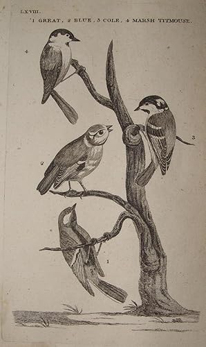 "1. Great 2. Blue 3. Cole 4. Marsh Titmouse" originaler Kupferstich ca. 18x11cm; in der Platte be...