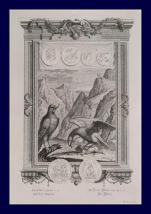 "Aquila - Der Adler" (5.Moses 11,13: 'Und dies sollt ihr scheuen unter den Vögeln, daß ihr's nich...