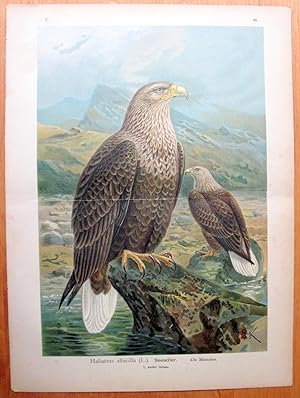 Antique Chromolithograph - Large. Haliaetus Albicilla. White Tailed Eagle.