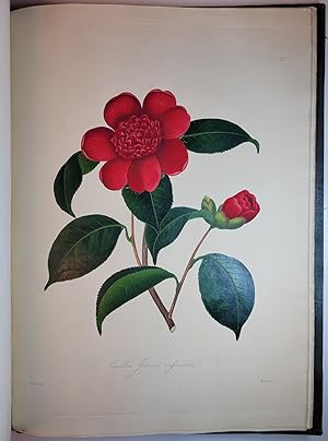 Illustrations and Descriptions of the plants with compose the naturalorder Camellieae, and of Cam...