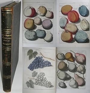 Bild des Verkufers fr Pomologia, dat is beschryvingen en afbeeldingen van de beste soorten van appels en peeren, . Mit 20 handkolor. Kupferstich-Tafeln u. 1 handkolor. gest. Wappen im Text. - Angebunden: Knoop, Joh. H.: Fructologia, of Beschryving der Vrugtbomen en Vrugten, die men in de hoven plant en onderhoud. Mit 19 handkolor. Kupferstich-Tafeln. 2 Bde. in 1 Bd. zum Verkauf von ARNO ADLER - Buchhandlung u. Antiquariat