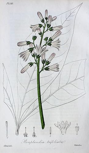 "Bonplandia Trifoliata" originaler handkolorierter Kupferstich von G. Reid nach Weddell auf feste...