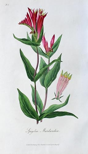 "Spigelia Marilandica" originaler handkolorierter Kupferstich auf festem Papier ca.23x14cm; unter...