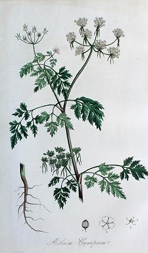 "Aethusa Cynapium" originaler handkolorierter Kupferstich auf festem Papier ca.23x14cm; unterhalb...