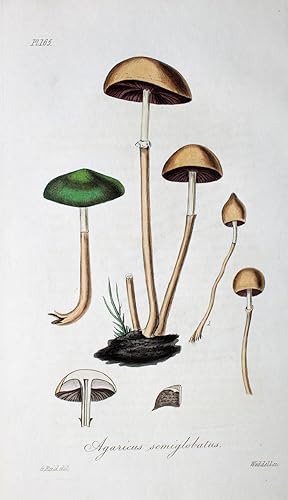 "Agaricus Semiglobatus" originaler handkolorierter Kupferstich von G. Reid nach Weddell auf feste...