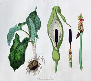 "Arum Maculatum" originaler handkolorierter Kupferstich von und nach W. Clarke auf festem Papier ...