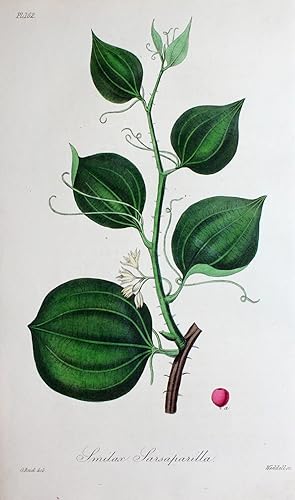 "Smilax Sarsaparilla" originaler handkolorierter Kupferstich von G. Reid nach Weddell auf festem ...