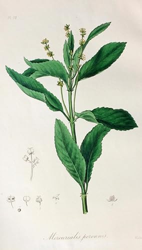 "Mercurialis Perennis" originaler handkolorierter Kupferstich von und nach Weddell auf festem Pap...