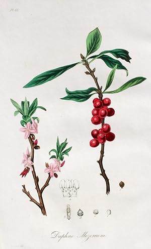 "Daphne Mezereum" originaler handkolorierter Kupferstich von und nach Clark auf festem Papier ca....