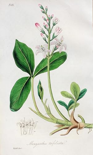 "Menyanthes Trifoliata" originaler handkolorierter Kupferstich von und nach Weddell auf festem Pa...