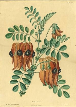 Clianthus Dampieri, Sturt's Desert Pea, from the rare work "The Illustrated Bouquet"