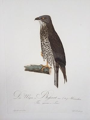 Seller image for Der Wespen-Bussard (altes) Mnnchen. Falco apivorus. Linn. (Honey Buzzard). for sale by Antiquariat Ruthild Jger