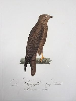 Image du vendeur pour Der Wespen-Bussard (altes) Weibchen. Falco apivorus. Linn. (Honey Buzzard). mis en vente par Antiquariat Ruthild Jger