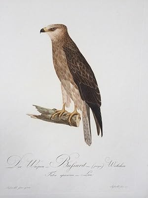 Image du vendeur pour Der Wespen-Bussard (junges) Weibchen. Falco apivorus. Linn. (Honey Buzzard). mis en vente par Antiquariat Ruthild Jger