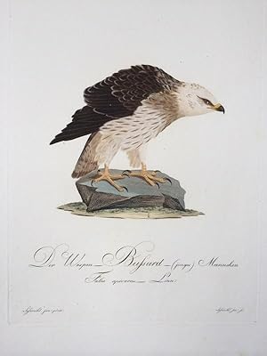 Seller image for Der Wespen-Bussard (junges) Mnnchen. Falco apivorus. Linn. (Honey Buzzard). for sale by Antiquariat Ruthild Jger
