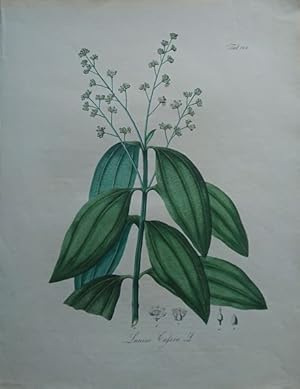 Laurus Cassia L. (Sinesischer Zimmtbaum).