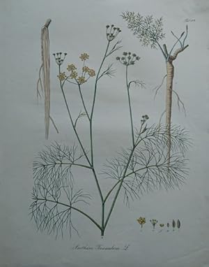 Anethum Foeniculum L. (Fenchel - Dill).