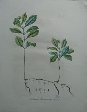 Callicocca Specacuanha Brotero (Brasilianische Brechpflanze).
