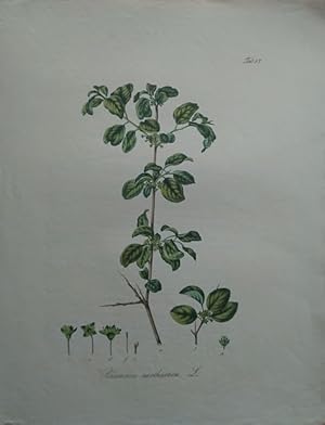 Rhamnus carthartica. (Gemeiner Wegdorn).