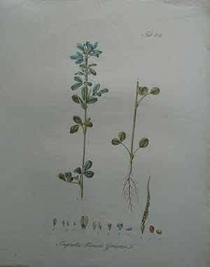Trigonella Foenum Graecum L. (Griechischer Kuhhornklee).