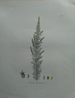 Artemisia Abrotanum L. (Stabwurzel).